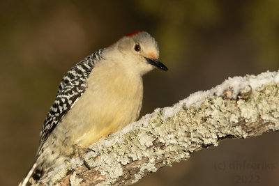 RedBelliedWoodpeckerIndianola2.18.22m.jpg