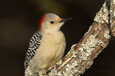 RedBelliedWoodpeckerIndianola2.18.22n.jpg