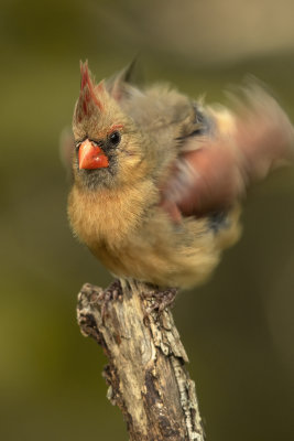 NorthernCardinalMcAlester7.23.21h.jpg