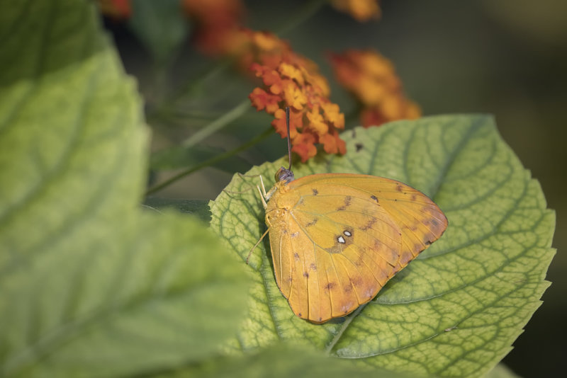 Soufr gant / Orange-barred Sulphur (Phoebis philea)