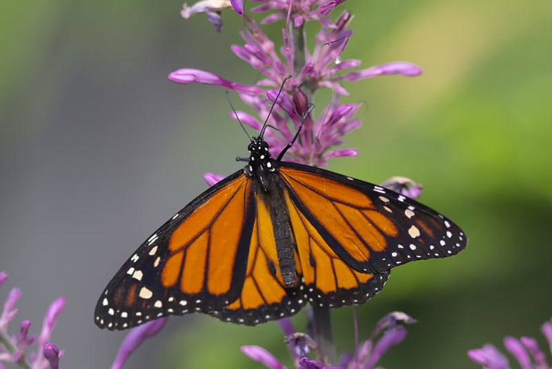 Monarque / Monarch (Danaus plexippus)