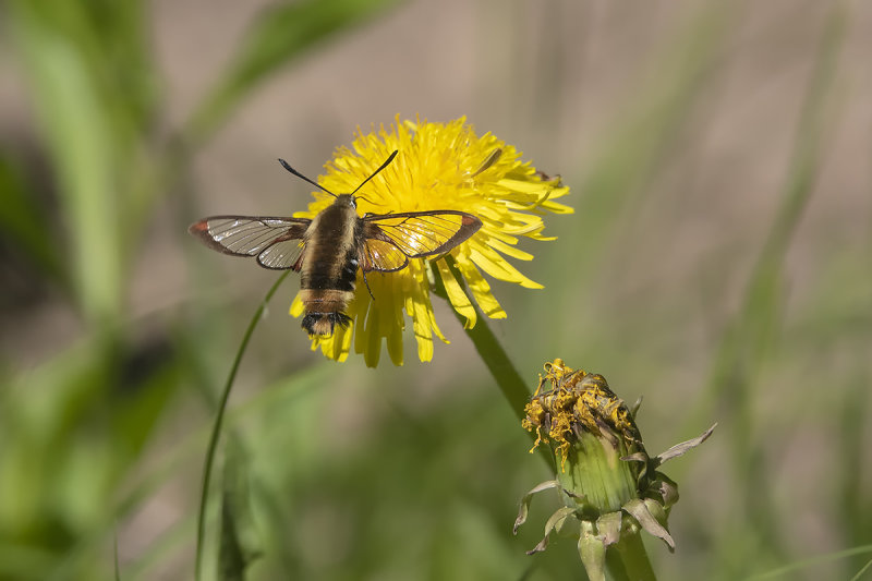 Sphinx du chvrefeuille / Snowberry Clearwing (Hemaris diffinis)