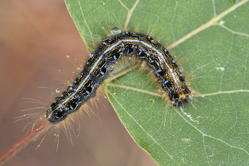 Livre dAmrique (chenille) / Eastern Tent Caterpillar (Malacosoma americana)