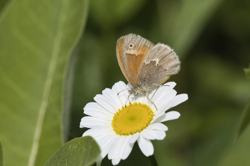 Satyre fauve / Common Ringlet (Coenonympha tullia)