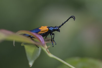 Desmocère à manteau / Elder Borer (Desmocerus palliatus)