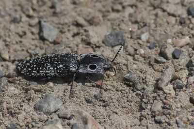 Taupin grand-ocelle / Large-eyed click Beetle (Alaus oculatus)