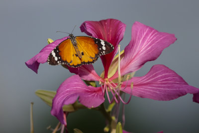 Petit monarque / African Monarch (Danaus chrysippus)