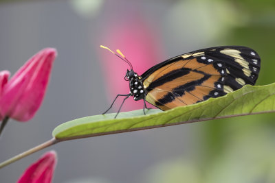 Lycorea halia / Tropical Milkweed Butterfly (Lycorea halia)