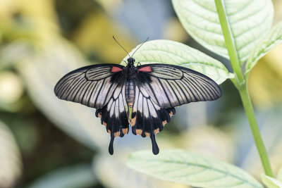Porte-queue lowi / Great Yellow Mormon, Asian Swallowtail female (Papilio lowi)