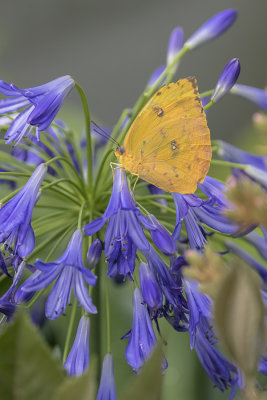 Soufr gant / Orange-barred Sulphur (Phoebis philea)