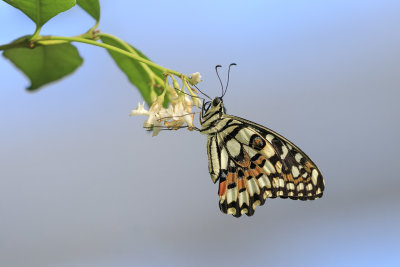 Voilier des citronniers / Citrus Swallowtail (Papilio demodocus)