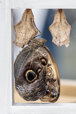 Papillon hibou / Giant Owl (Caligo memnon)
