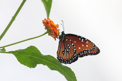 Reine / Queen (Danaus gilippus)