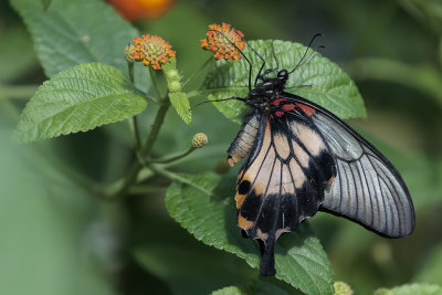 Grand mormon / Great Mormon (Papilio memnon)