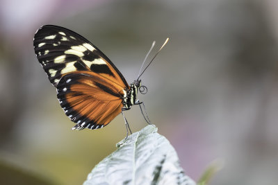 Hliconius hcale / Tiger Longwing (Heliconius hecale fornarina)