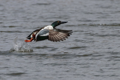 Canard souchet / Northern Shoveler male (Anas clypeata)