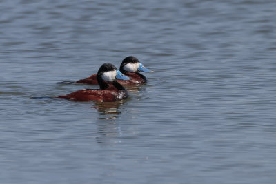 rismature rousse / Ruddy Duck (Oxyura jamaicensis)