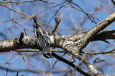 Paruline noir et blanc / Black-and-white Warbler (Mniotilta varia)