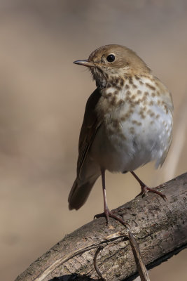 Grive solitaire / Hermit Thrush (Catharus guttatus)