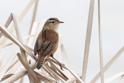 Troglodyte des marais / Marsh Wren (Cistothorus palustris)