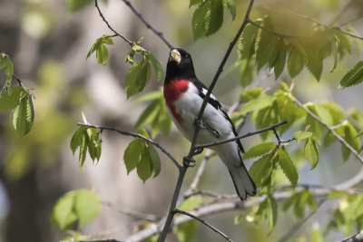 Cardinal  poitrine rose / Rose-breasted Grosbeak (Pheucticus ludovicianus)