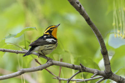 Paruline  gorge orange / Blackburnian Warbler (Dendroica fusca)