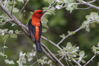 Tangara carlate / Scarlet Tanager (Piranga olivacea)