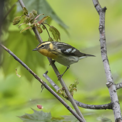 Paruline  gorge orange / Blackburnian Warbler female (Dendroica fusca)