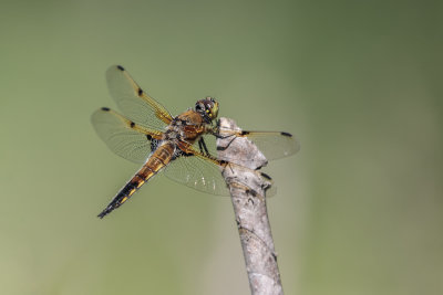 La quadrimacule / Four-spotted Skimmer (Libellula quadrimaculata)