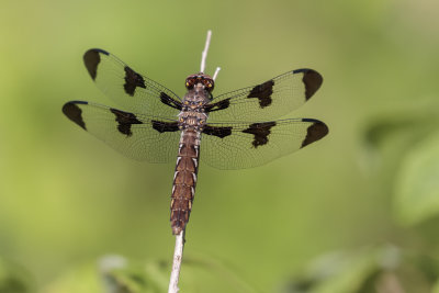 La lydienne / Common Skimmer female (Plathemis lydia)