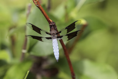 La lydienne / Common Skimmer male (Plathemis lydia)