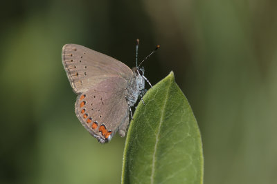 Porte-queue abrog / Coral Hairstreak (Satyrium titus)