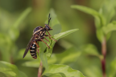 Mouche / Wasp mimic Robber Fly (Ceraturgus fasciatus)