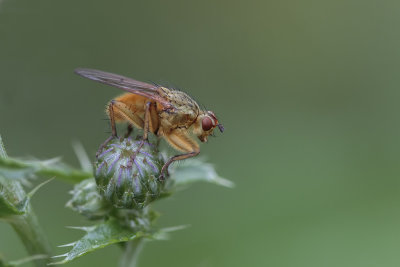 Scatophage du fumier / Golden Dung Fly (Scathophaga stercoraria)