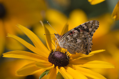 Belle dame /Painted Lady (Vanessa cardui)