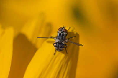 Mouche tachinaire / Tachinid Fly (Gymnoclytia occidua)