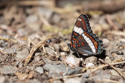 Amiral / White Amiral (Limenitis arthemis arthemis)