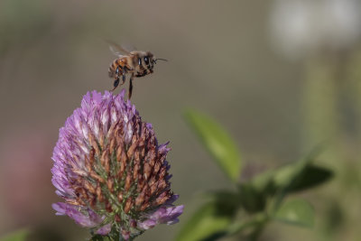 Abeille domestique / Honey Bee (Apis mellifera)