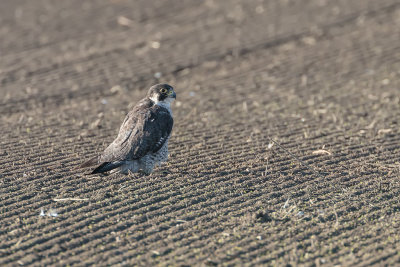 Faucon plerin / Peregrine Falcon (Falco peregrinus)