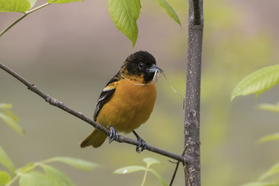 Oriole de Baltimore / Baltimore Oriole (Icterus galbula)