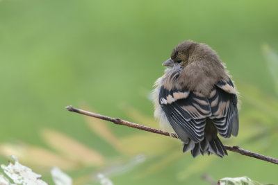 Chardonneret jaune (jeune) / American Goldfinch (Carduelis tristis)