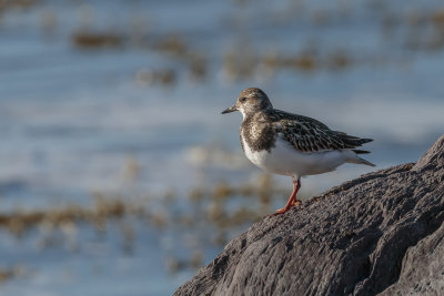 Tournepierre  collier / Ruddy Turnstone (Arenaria interpres)