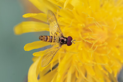 Mouche syrphe / Common Oblique Syrphid or Oblique Stripetail (Allograpta obliqua)