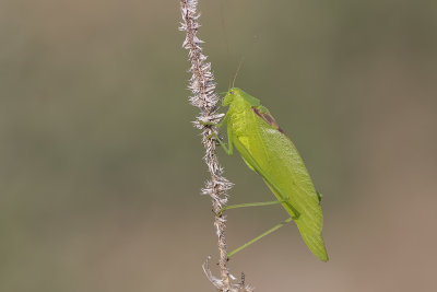 Scuddrie  ailes larges / Broad-winged bush katydid (Scudderia pistillata)