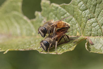 Syrphe: ristale gluant / Common Drone Fly (Eristalis tenax)