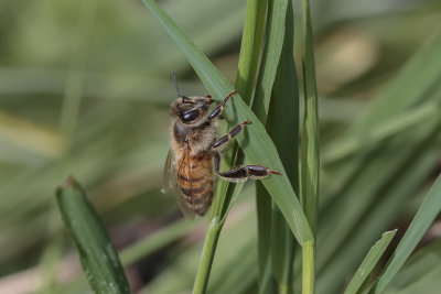 Abeille domestique / Honey Bee (Apis mellifera)