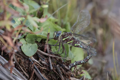 Aeschne des pnombres / Shadow darner (Aeshna umbrosa umbrosa) 