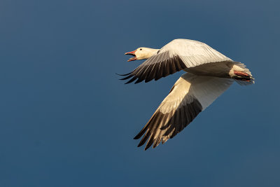 Oie des neiges / Snow Goose (Chen caerulescens)