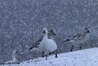 Oie des neiges / Snow Goose (Chen caerulescens)