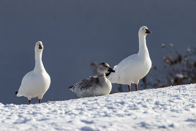 Oie des neiges / Snow Goose (Chen caerulescens)